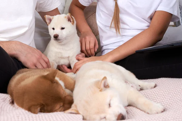 Tre Cuccioli Shiba Inu Dormono Tra Braccia Dei Loro Proprietari — Foto Stock