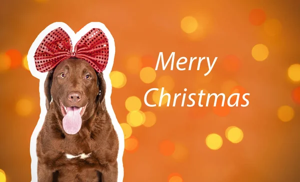 Portrait of a Chesapeake Bay Retriever dog with a large Christmas bow on an elegant background in the Studio. The concept of Christmas and holidays.