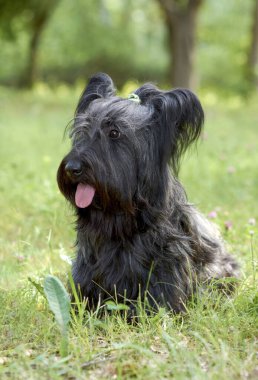 Gökyüzü Teriyeri köpeği yazın yeşil çimlerde parkta yürür.