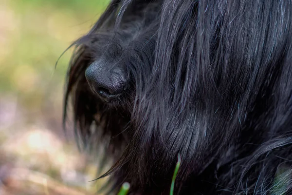 The black dog sky Terrier sniffs the camera with its perfect cold, wet, big, black nose.