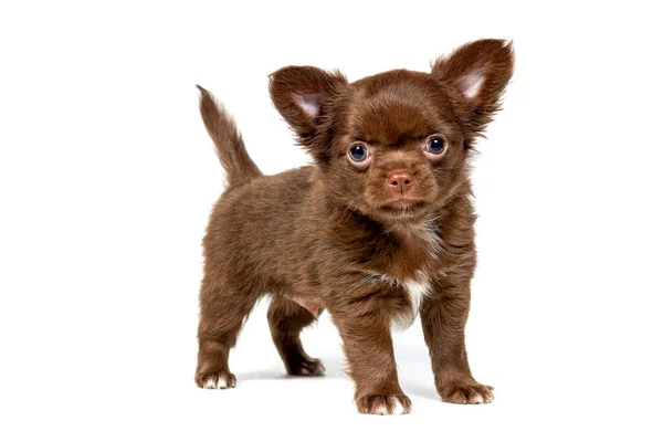Aranyos Chihuahua Kiskutya Életkor Hónap Csokoládé Szín Áll Néz Kamera — Stock Fotó