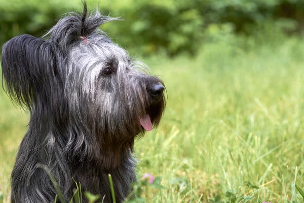 Sky Terrier Cão Caminha Parque Verão Grama Verde — Fotografia de Stock