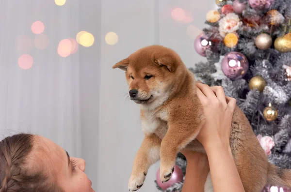 Mutlu genç bir kadın Noel hediyesi olarak bir Shiba inu yavrusu aldı.