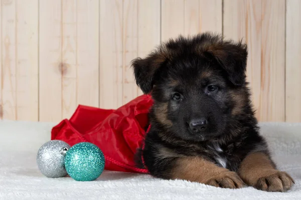 Tatlı Alman çoban köpeği kırmızı bir Noel Baba çantasının içinde yatıyor.