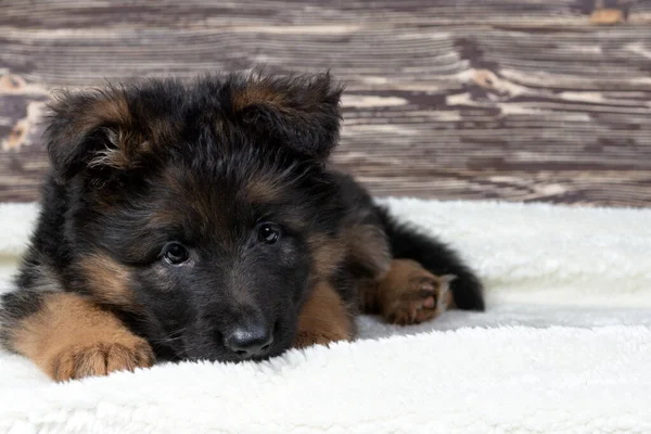 Netter Schäferhund Welpe Posiert Auf Hellem Hintergrund — Stockfoto