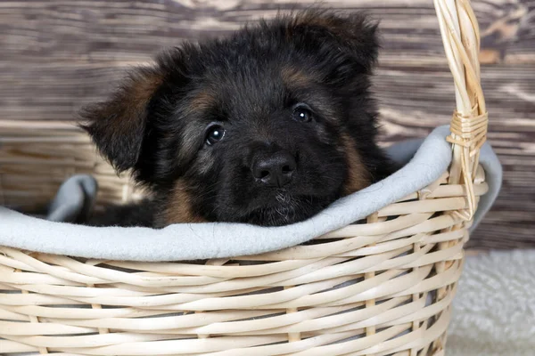 Netter Schäferhund Welpe Liegt Einem Korb Auf Hellem Hintergrund — Stockfoto