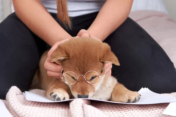 Man Bed Puts Small Puppy Shiba Inu Toy Glasses Homeschooling — Stock Photo, Image