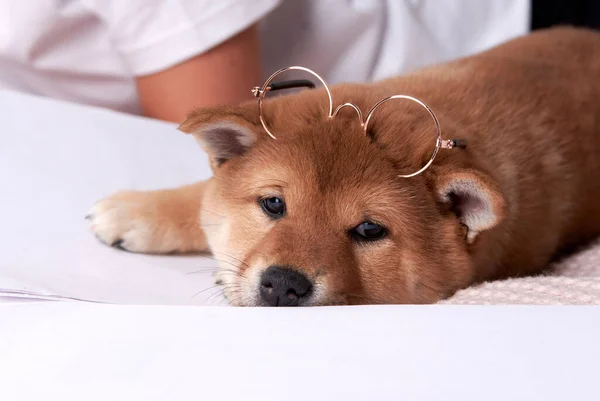 Yataktaki adam küçük bir köpek shiba inu oyuncak gözlüğü takıyor. Evde eğitim ve serbest meslek hayatı..