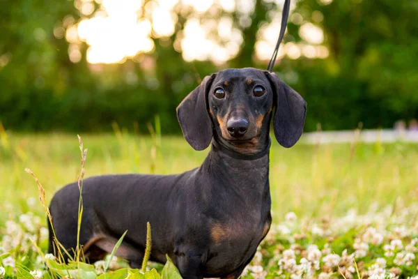 Dachshund köpeği arka ayakları üzerinde oturur ve sahibinden parkta yürüyüş yapmasını ister.