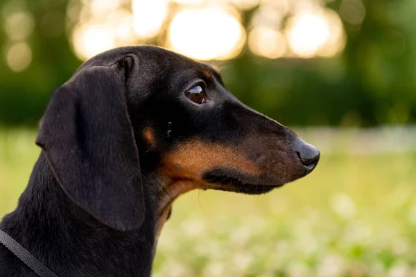 Cão Dachshund Senta Suas Patas Traseiras Pede Proprietário Deleite Passeio — Fotografia de Stock