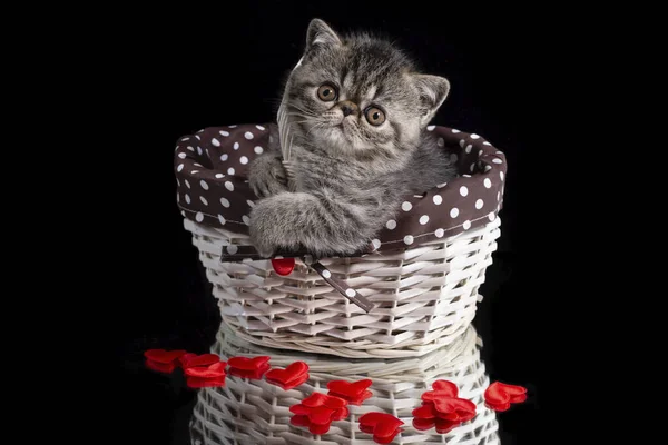 Exotic Shorthair Kitten Sits Wicker Basket Hearts Dark Background Valentine — Stock Photo, Image