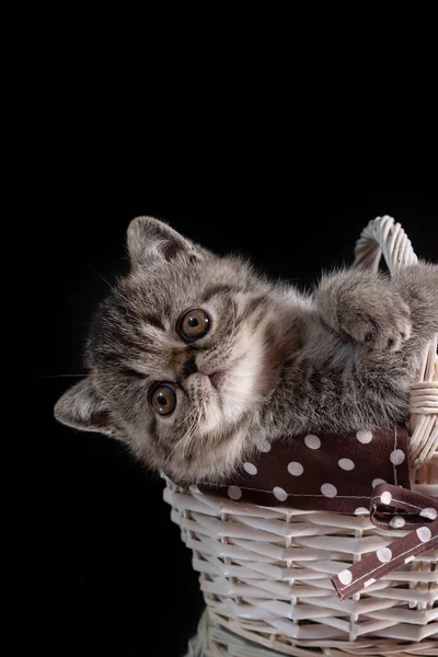 Kitten Exotic Shorthair Breed Sits Wicker Basket Dark Background Close — Stock Photo, Image