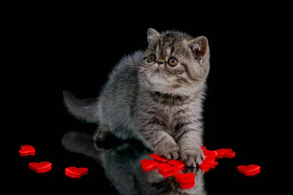 Gatinho Exótico Brinca Com Corações Fundo Escuro Dia Dos Namorados — Fotografia de Stock