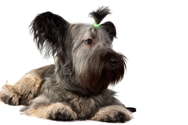 Skye Terrier Hund Sitter Och Tittar Kameran Isolerad Vit — Stockfoto