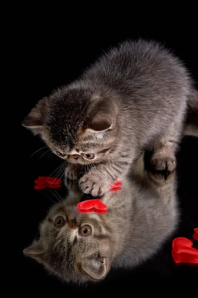 Exotic Shorthair Kitten Plays Hearts Dark Background Valentine Day Day — Stock Photo, Image