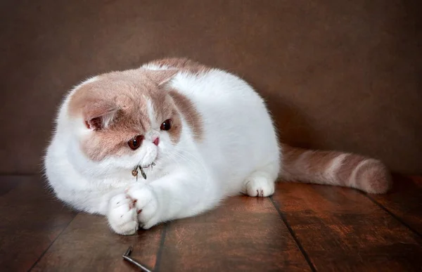 Beautiful Exotic Shorthair Cat Lies Brown Background Studio Color Cream — Stock Photo, Image