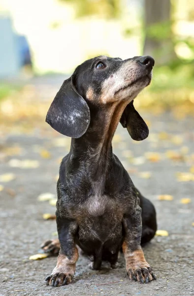 Gammal Hund Taxa Promenad Parken Hösten — Stockfoto