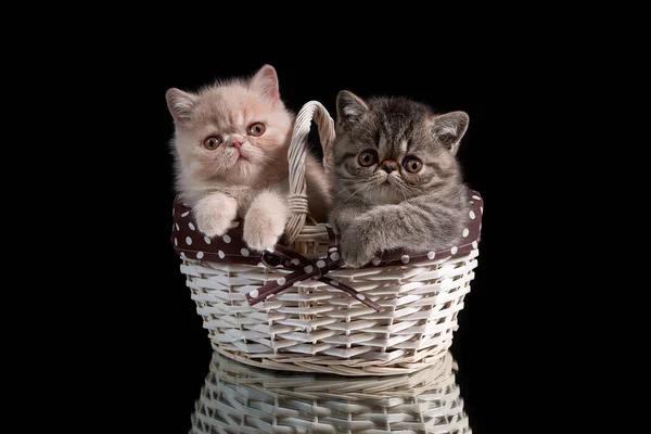 Two Exotic Shorthair Kittens Sitting Wicker Basket Dark Background Day — Stock Photo, Image