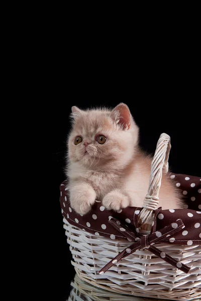 Red Kitten Exotic Shorthair Breed Sits Wicker Basket Dark Background — Stock Photo, Image