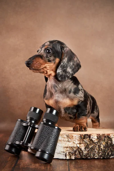 Filhote Cachorro Bonito Dachshund Mármore Senta Com Binóculos Fundo Marrom — Fotografia de Stock