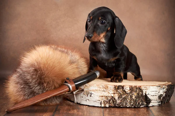 Pequeno Cachorro Dachshund Cor Preta Bronzeada Fica Lado Uma Faca — Fotografia de Stock