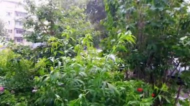 Şehirde yaz yağmuru yağıyor. Asfalt yolu ve arabası olan küçük bir avlu. Şiddetli rüzgar ve sağanak yağmur otları ve ağaçları sallıyor..