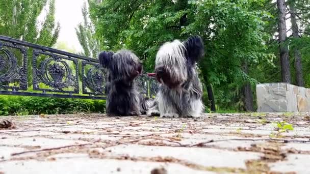 Zwei Hunde Der Rasse Skye Terrier Gehen Sommer Park Spazieren — Stockvideo