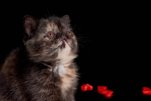 Exotic Shorthair Kitten Plays Hearts Dark Background Valentine Day Day — Stock Photo, Image