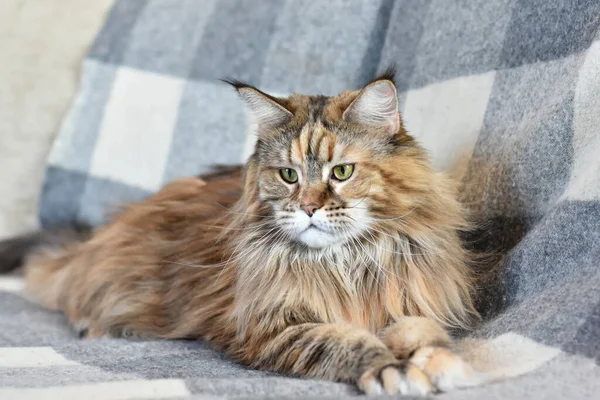 Portrait of a domestic cat of the Maine Coon breed color torti on the sofa — Stock Photo, Image