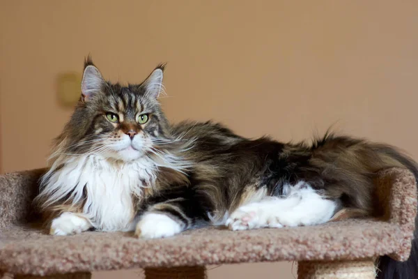 Portrait of a domestic cat of the Maine Coon breed color torti on the sofa — Stock Photo, Image