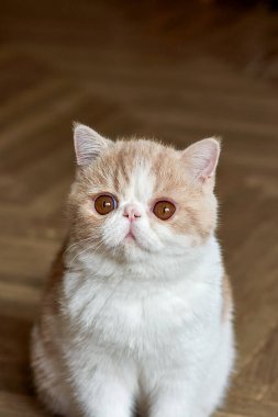 Egzotik kısa hava türünden güzel bir kedi yavrusu evin kahverengi arka planında yatıyor. Beyazlı renk kremi