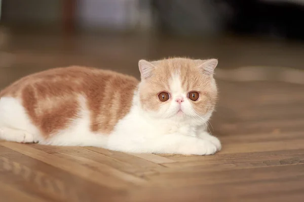 Um lindo gatinho da raça exótica shorthair encontra-se no fundo marrom da casa. Creme de cor com branco — Fotografia de Stock