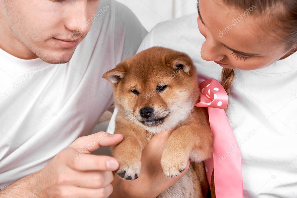 A young woman and a young man hold a cute red Shiba Inu puppy with a pink bow around its neck. Close up. Trust, peace of mind, care, friendship, love concept, birthday and Christmas gift. Happy cozy moments of life. Stay at Home concept