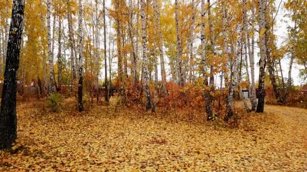 Luminose Foglie Colorate Cadono Dagli Alberi Alti Volano Dal Forte — Video Stock