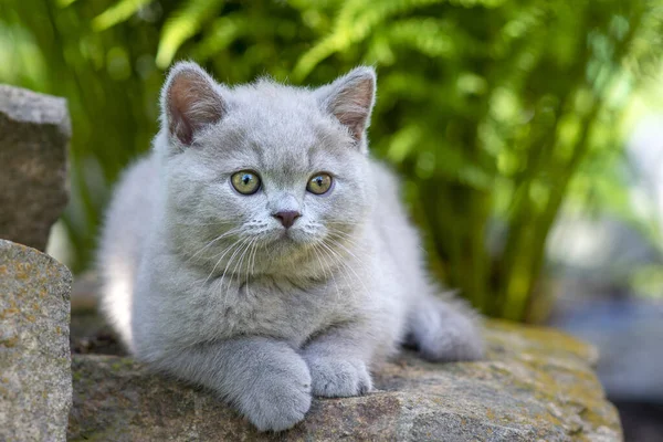 Britânico Gatinho Shorthair Deitado Uma Pedra Grama Close Olhando Para — Fotografia de Stock