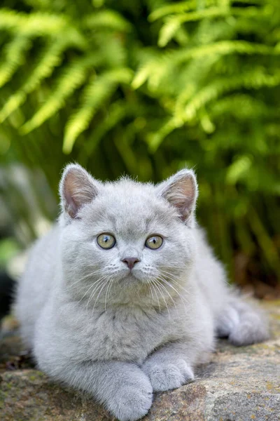 Gatito Británico Taquigrafía Acostado Una Piedra Hierba Cerca Color Violeta —  Fotos de Stock