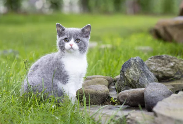 İngiliz Shorthair kedi yavrusu bahçede yürüyüşe çıkmış, kayaların üzerinde oturuyor. Renk mavisi iki renk.