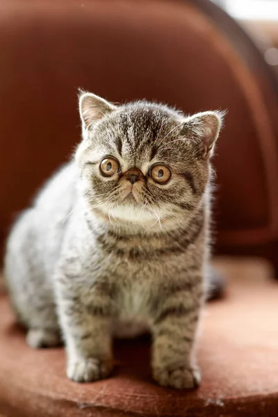 A beautiful kitten of the exotic shorthair breed lies on the brown background of the house. Color striped brown — Stock Photo, Image