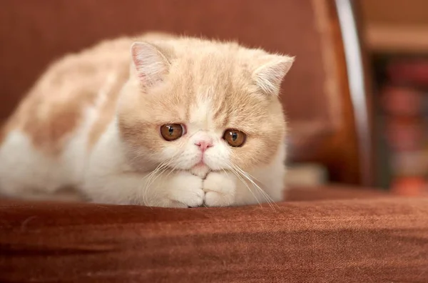 Un bel gattino della razza stenografia esotica si trova sullo sfondo marrone della casa. Crema di colore con bianco — Foto Stock