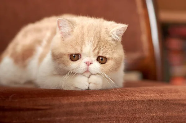 Красивый котенок экзотической породы короткошерстных лежит на коричневом фоне дома. Цвет крема с белым Лицензионные Стоковые Изображения