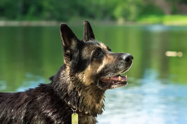 Doğu Avrupa çoban köpeğinin limanlı göl kıyısındaki eğitimi — Stok fotoğraf