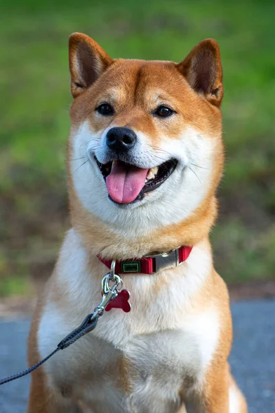 Retrato de un lindo perro japonés Shiba Inu sobre un fondo de hierba verde. —  Fotos de Stock