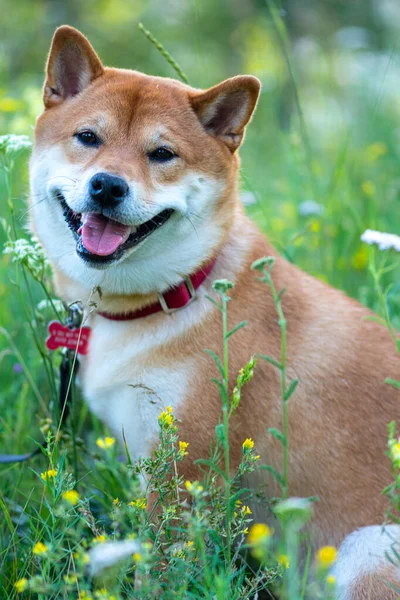 Porträt eines niedlichen japanischen Hundes Shiba Inu vor grünem Gras. — Stockfoto