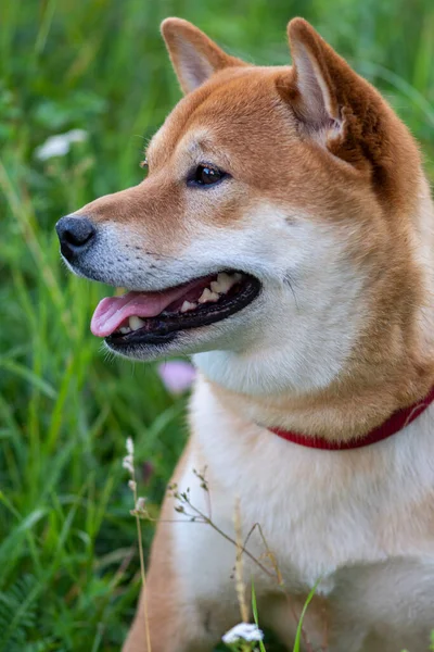 Yeşil çimenlerin üzerinde şirin bir Japon köpeği olan Shiba Inu 'nun portresi.. — Stok fotoğraf