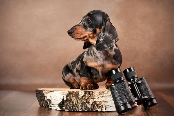 Filhote Cachorro Bonito Dachshund Mármore Senta Com Binóculos Fundo Marrom — Fotografia de Stock