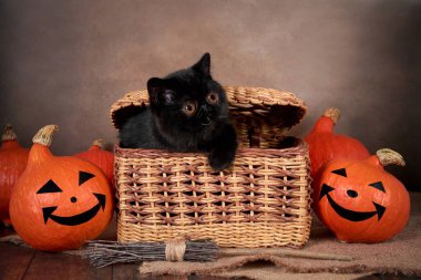Kara kedi, içinde turuncu bir balkabağı olan sepetin içindeki cadılar bayramı sembolü.