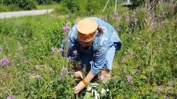 フィールド内の高齢者の女性は発酵のためのイワン茶の葉を収集します 薬草の収集 — ストック動画