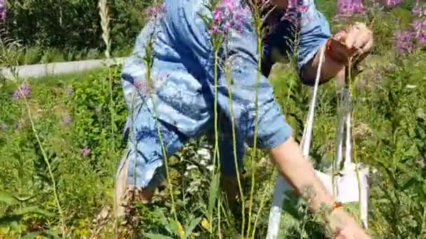 Eine Ältere Frau Auf Dem Feld Sammelt Die Blätter Des — Stockvideo