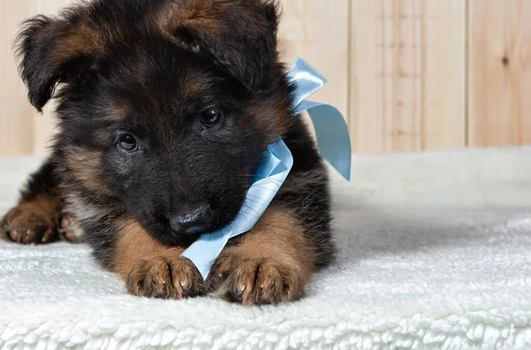 ドイツの羊飼い子犬ポージング上の白い背景 — ストック写真