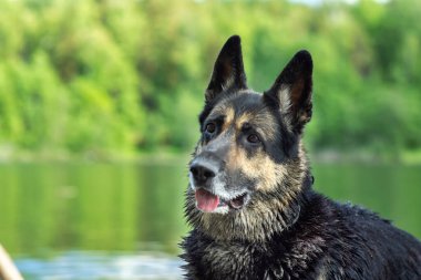 Doğu Avrupa çoban köpeğinin limanlı göl kıyısındaki eğitimi